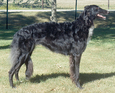 Top Obedience Borzoi 2009